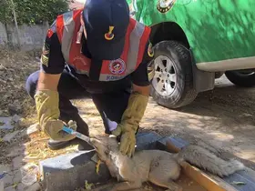 Yaralı tilki tedavi altına alındı
