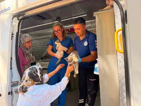Yaraş’taki orman yangınında can dostlara acil müdahale
