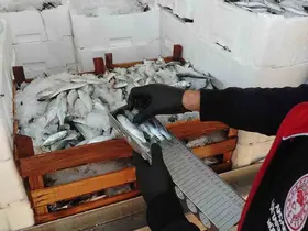 Yasal boy sınırlarının altında avlanılan lüfer ve istavritlere el konuldu
