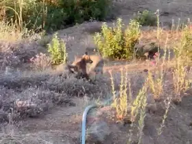Yaşam alanları daralan tilkiler şehir merkezlerine indi
