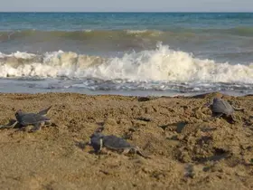 Yavru caretta carettların çıkışları tamamlandı: 210 bin yavru denizle buluştu
