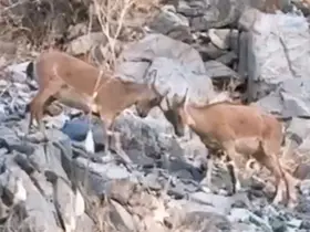 Yavru dağ keçilerinin tatlı çekişmesi kamerada
