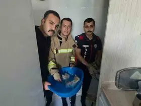Yavru kediler duvarın kırılmasıyla kurtarıldılar

