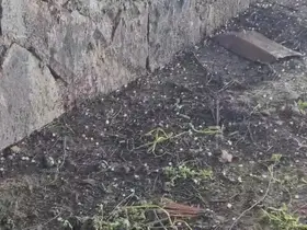 Yavuzeli’nde nohut büyüklüğünde dolu yağdı
