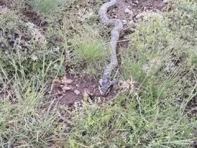 Yaylada görülen engerek yılanı merak ve korkuya neden oldu
