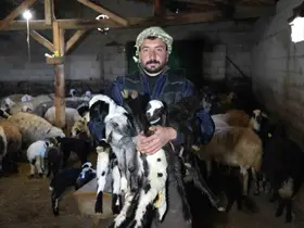 Yeni doğan kuzularla birlikte Erzincanlı besicilerde tatlı bir telaş yaşanıyor
