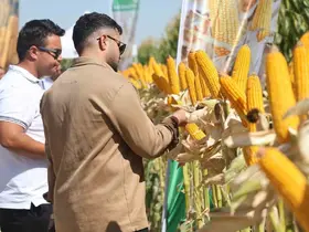 Yeni hibrit mısır çeşitleri Konya’da çiftçilere tanıtıldı

