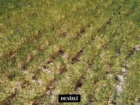Yeni nohut çeşidi Denizli’nin dışında ekilen bölge illerinde de yüksek verim verdi
