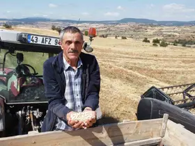 Yerli nohut çeşidinde hasat zinciri büyüyor
