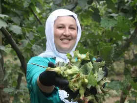 ‘Yeşil altın’ fındıkta ilk hasat başladı
