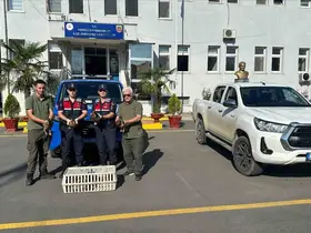 Yeşilbaşlı yaban ördeklerini avda mühre olarak kullanan avcılara 64 bin lira ceza
