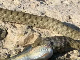Yılanın balık avı kameraya yansıdı

