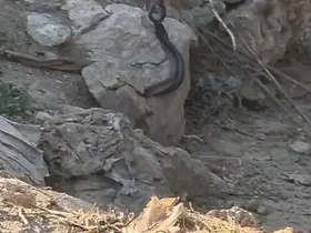 Yılanların çiftleşme dansı kamerada
