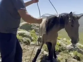 Yılkı atlarıyla ilgili mide bulandıran iddia
