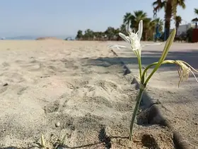 Yıllar Sonra Kuşadası’nda Kum Zambağı Açtı
