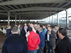 Yılmaz’dan et müjdesi
