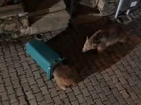 Yiyecek arayan ayı ve yavruları görüntülendi

