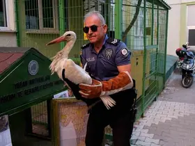 Yol kenarında bulunan yaralı leylek koruma altına alındı
