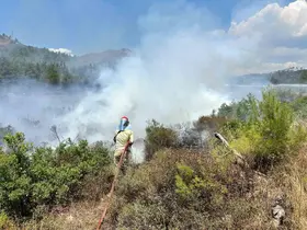 Yol kenarında çıkan yangını ormana sıçradı
