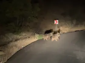 Yola inen iki yavru ayı görüntülendi
