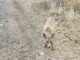 Yolda karşısına çıkan tilkiyi çerezle besledi

