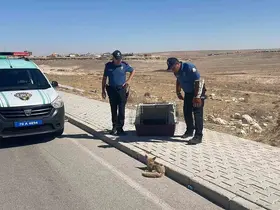 Yolda yaralı halde bulunan yavru tilki koruma altına alındı
