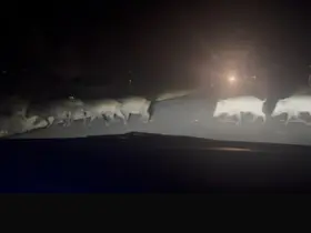 Yolun karşısına geçen domuz sürüsü şaşırttı
