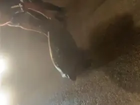 Yolunu şaşıran caretta carettayı kucağına alıp denize kavuşturdu
