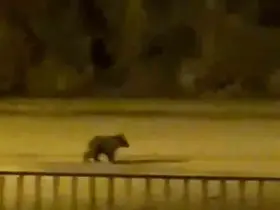 Yolunu şaşıran yavru ayı ilçe merkezine indi
