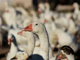 Yozgatlı girişimci 5 kazla başladı, üretimi 850’ye çıkardı
