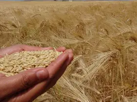 Yozgat’ta arpa hasadı başladı
