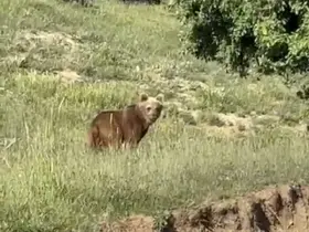 Yozgat’ta ayılar, o köyü mesken tuttu
