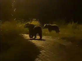 Yozgat’ta köy içerisinde iki ayı görüntülendi
