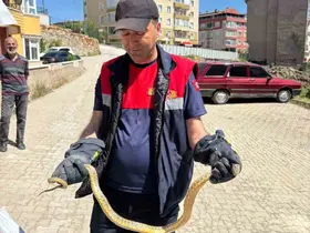 Yozgat’ta otomobile giren yılanı itfaiye ekipleri çıkardı
