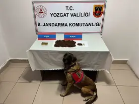 Yozgat’ta şüpheli şahsın aracında bonzai ele geçirildi
