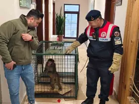 Yozgat’ta yakalanan Hint şebeği maymunu Ankara’da koruma altına alındı
