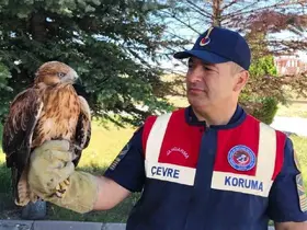 Yozgat’ta yaralı bulunan şahin koruma altına alındı
