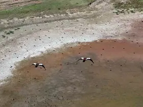 Yozgat’ta yüzlerce angut kuşunun gölet üzerindeki uçuşu dronla görüntülendi

