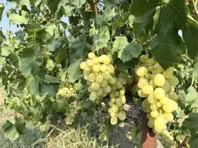 Yüksek rekolte üzüm fiyatlarını düşürdü
