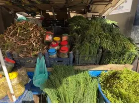 Yüksekova dağlarının şifalı otları vatandaşın geçim kapısı oldu
