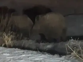 Yüksekova’da domuz sürüsü görüntülendi

