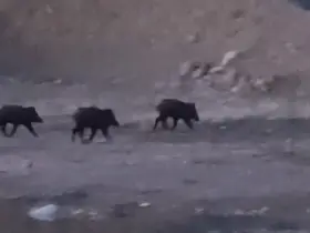 Yüksekova’da domuz sürüsü görüntülendi
