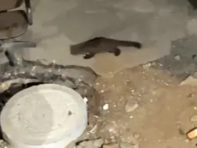 Yüksekova’da gece yarısı kameralara yakalandı: Görenler gözlerine inanamadı
