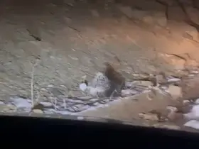 Yüksekova’da Hint oklu kirpi görüntülendi
