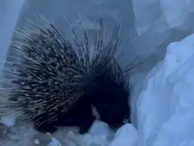 Yüksekova’da Hint oklu kirpi görüntülendi
