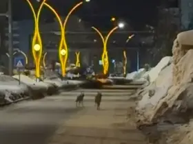 Yüksekova’da kurtlar şehir merkezine indi
