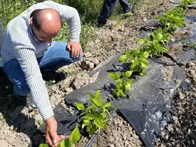 Yüksekova’da sera ve bahçelerde denetim
