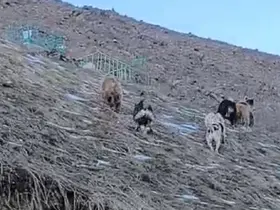 Yüksekova’da yerleşim yerine inen ayıları çoban köpekleri uzaklaştırdı
