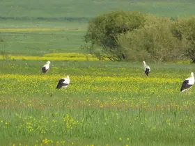 Yüksekova’nın biyoçeşitliliği kayıt altına alınacak
