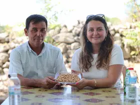 Yuntdağı’nda fıstık hasadı için geri sayım başladı
